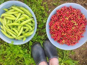 1040269_188719231288701_2119990116_o